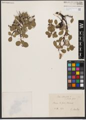 Foto von Salix reticulata L.
